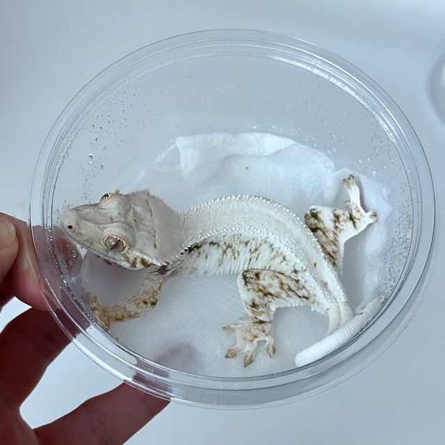 릴리화이트 솔리드백