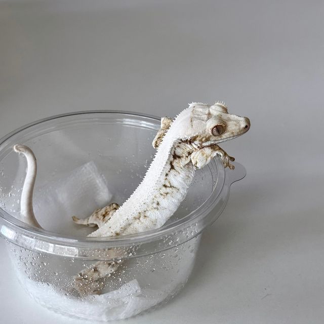 릴리화이트 솔리드백