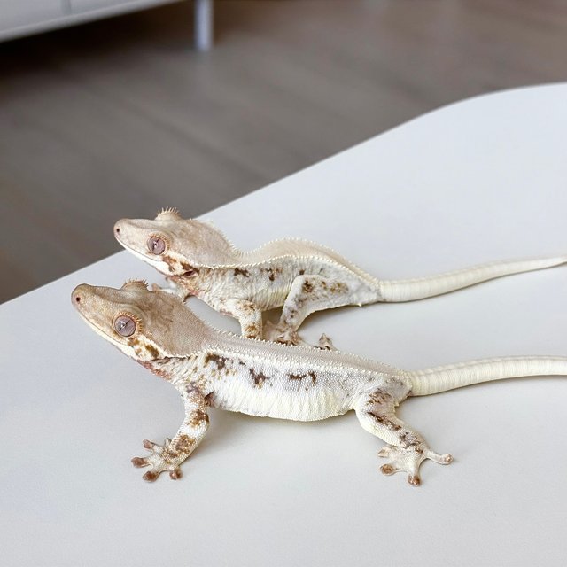 릴리화이트 솔리드백