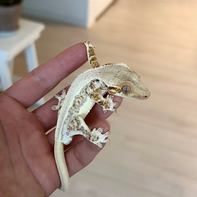 릴리화이트 솔리드백