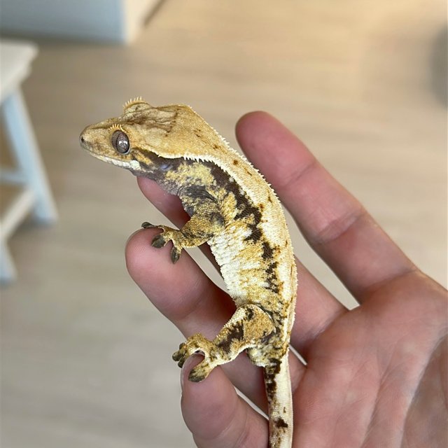 노멀 트라이 익스트림할리퀸