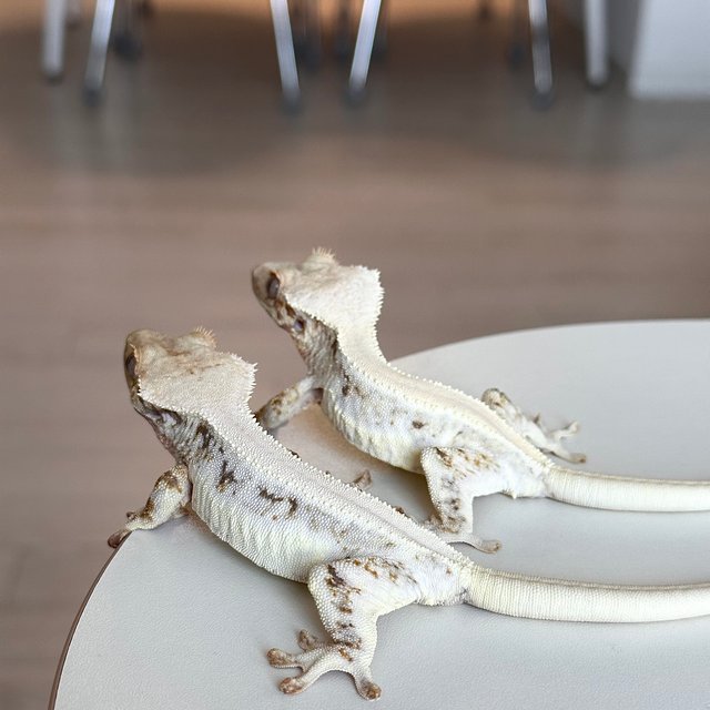 릴리화이트 솔리드백