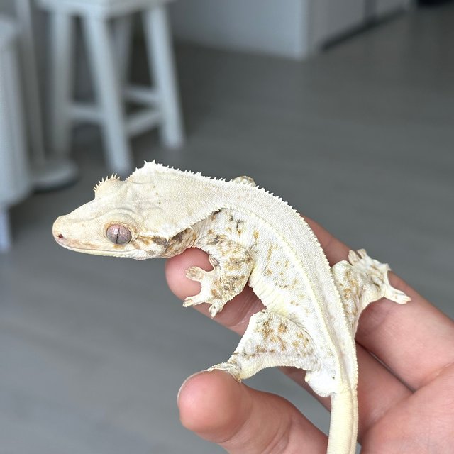 릴리화이트 솔리드백