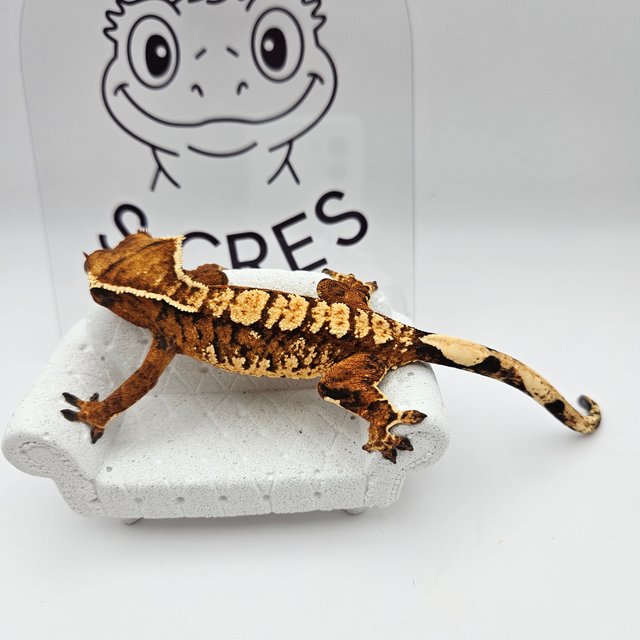 노멀 트라이 텐저린