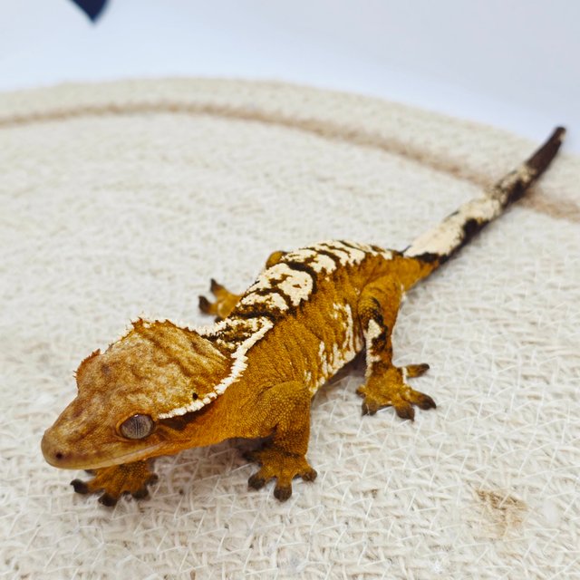 노멀 크림 텐저린