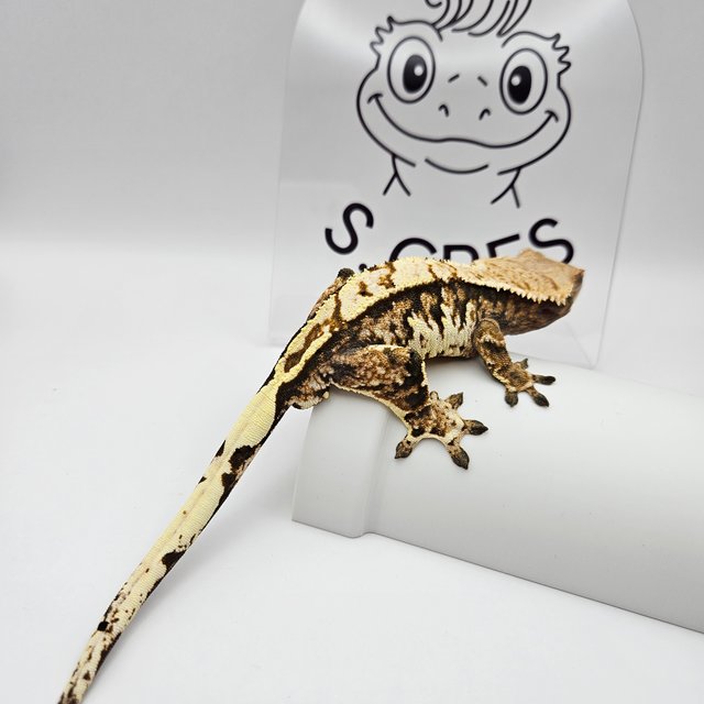 노멀 트라이 익스트림할리퀸 텐저린 타이거