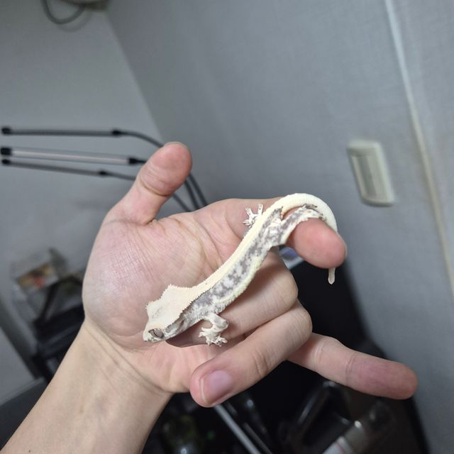 릴리화이트