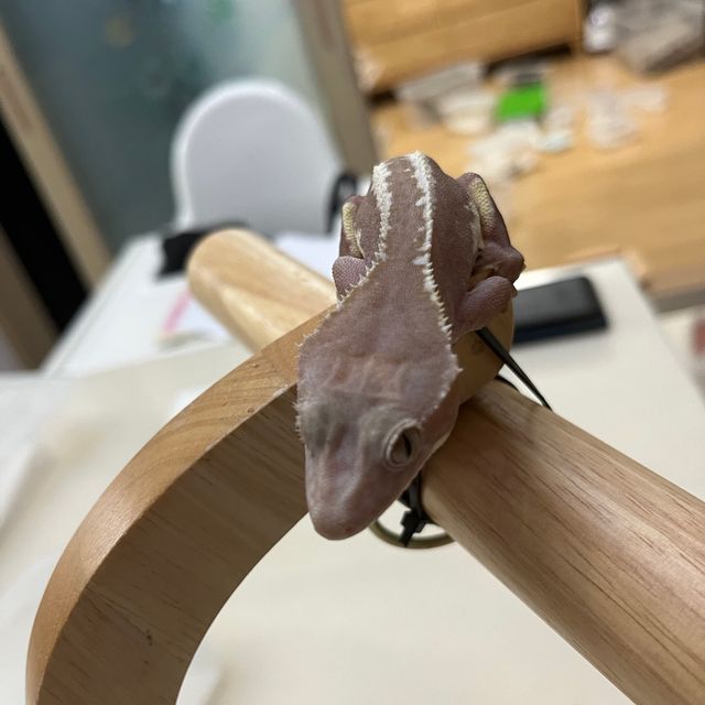 릴잔틱