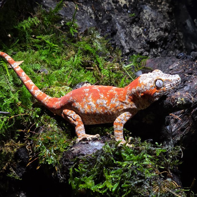 레드 스트라이프