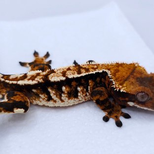 텐저린 트라이 익스트림할리퀸 화이트스팟