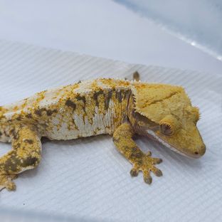Yellow Tri Extreme Harlequin