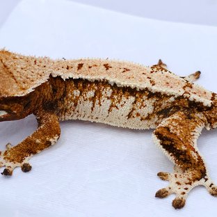 Tangerine Tri Extreme Harlequin White Spot