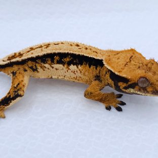Tangerine Quad Pinstripe
