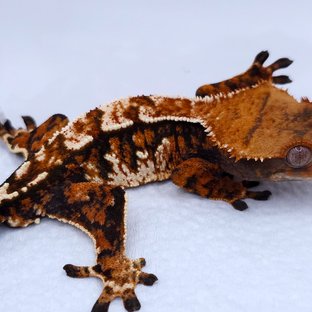 Tangerine Tri Extreme Harlequin