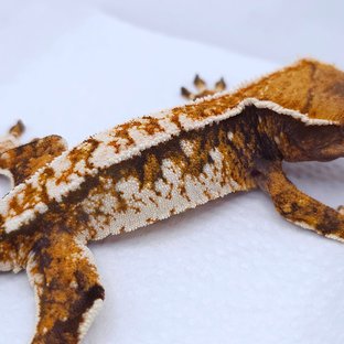 Tangerine Tri Extreme Harlequin White Spot