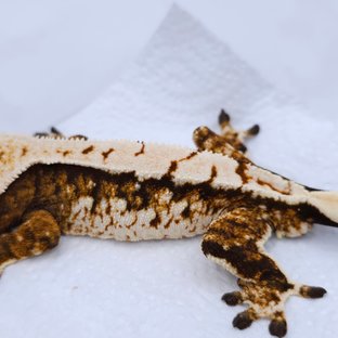 Tangerine Tri Extreme Harlequin White Spot