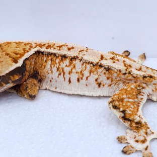 Tangerine Tri Extreme Harlequin White Spot Drippy