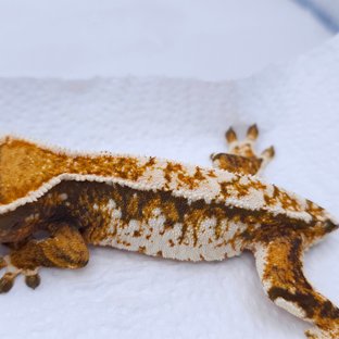 Tangerine Tri Extreme Harlequin Harlequin White Spot