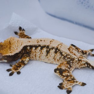 텐저린 트라이 익스트림할리퀸 화이트스팟