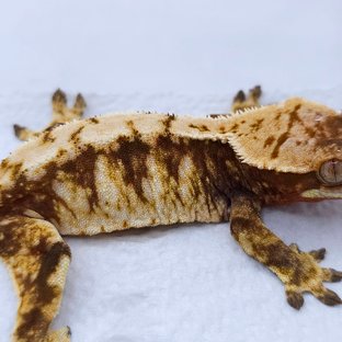 Red Tri Extreme Harlequin White Spot