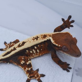 Tangerine Sable