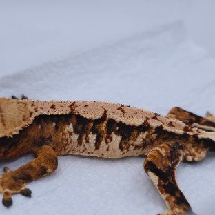 텐저린 트라이 익스트림할리퀸