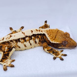 텐저린 트라이 익스트림할리퀸 화이트스팟 드리피