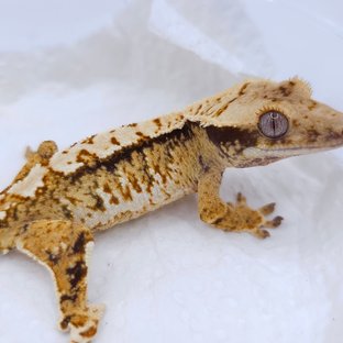 Tri Extreme Harlequin White Spot