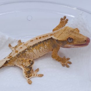 Tangerine Tri White Spot Drippy