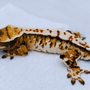 Tangerine Tri Extreme Harlequin