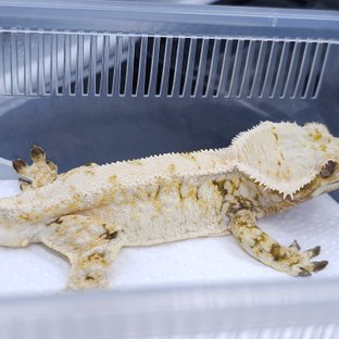 Tri Extreme Harlequin White Spot Drippy