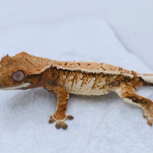 Tangerine Tri Extreme Harlequin White Spot