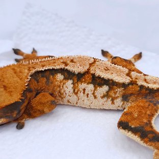 Tangerine Tri Extreme Harlequin