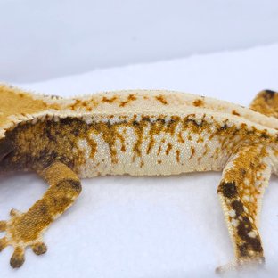 Tangerine Tri Extreme Harlequin White Spot