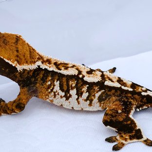 Tangerine Tri Extreme Harlequin
