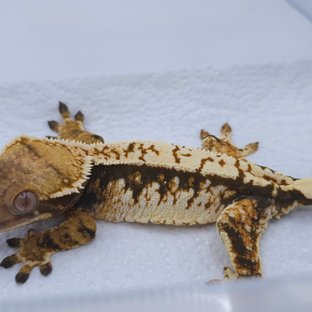 Tangerine Tri Extreme Harlequin