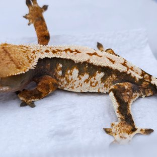 Tangerine Tri Extreme Harlequin Quad