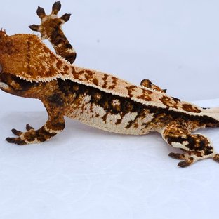 Tangerine Tri Extreme Harlequin White Spot