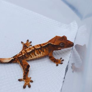 Tangerine Tri Extreme Harlequin