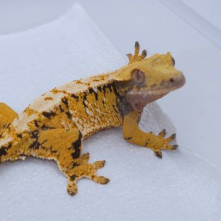 Yellow Tri Extreme Harlequin White Spot