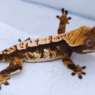 Tangerine Tri Extreme Harlequin Harlequin