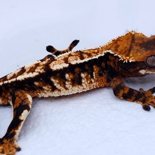 Tangerine Tri Extreme Harlequin