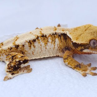 Tangerine Tri Extreme Harlequin Drippy