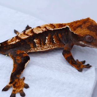 Tangerine Tri Extreme Harlequin