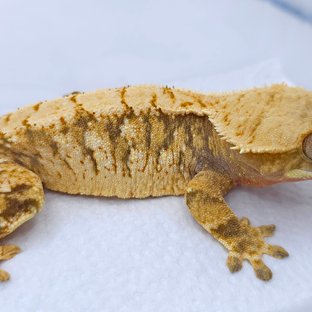 Red Tri Extreme Harlequin