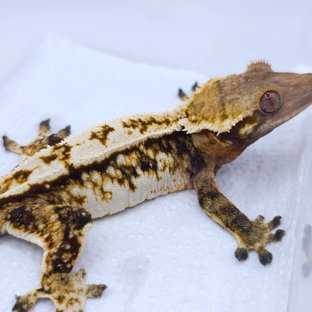 Tri White Spot Drippy