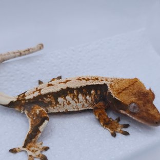 텐저린 트라이 익스트림할리퀸