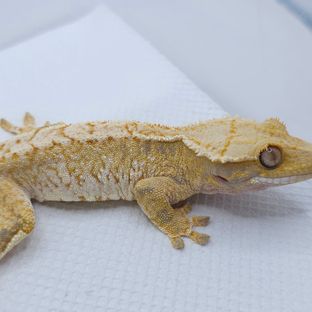 Yellow Tri Extreme Harlequin