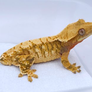 Red Tri Extreme Harlequin