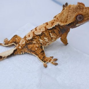 Tangerine Tri Extreme Harlequin